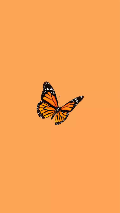 Monarchfalter auf hellorangefarbenem Hintergrund