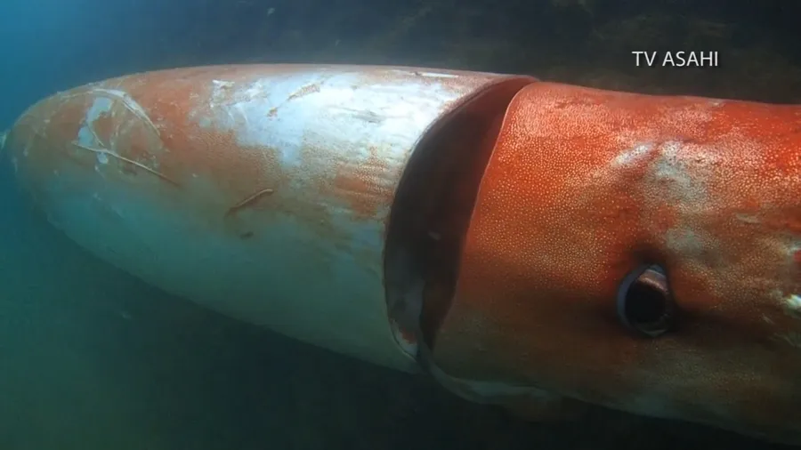 Giant Squid Pictures