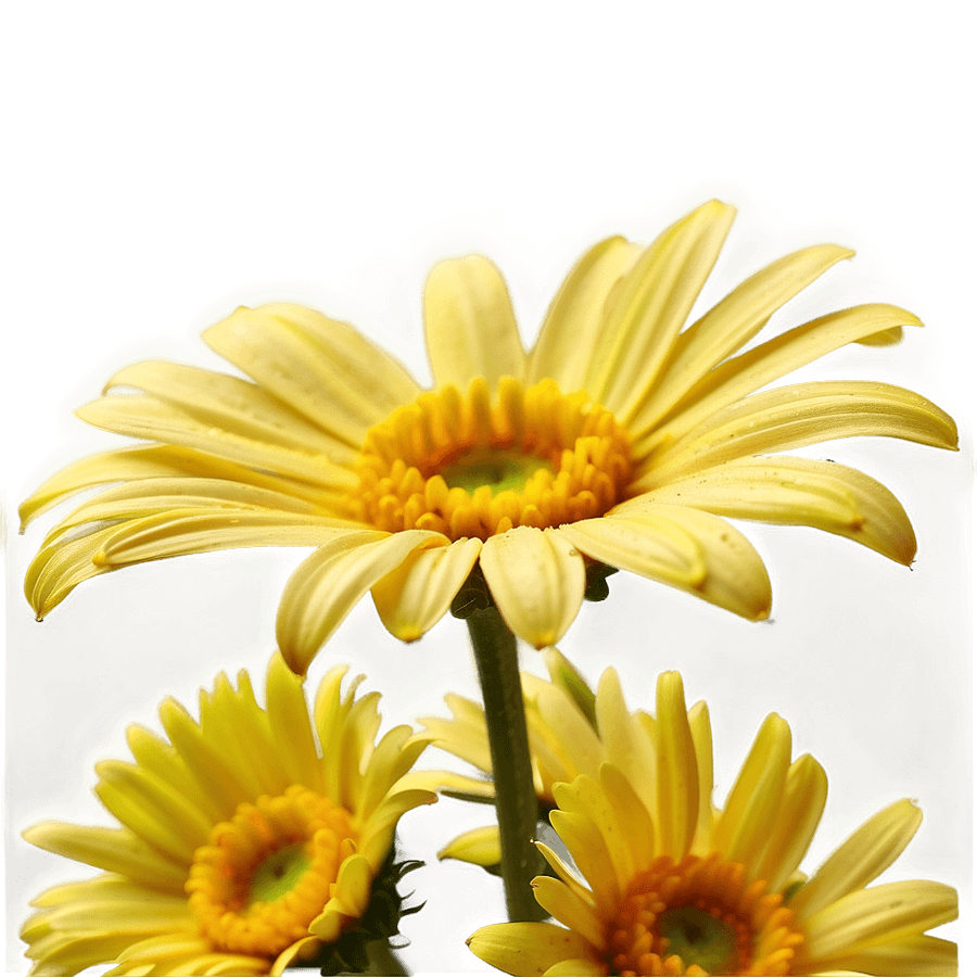 Yellow Daisy Petals Close-Up PNG tyw