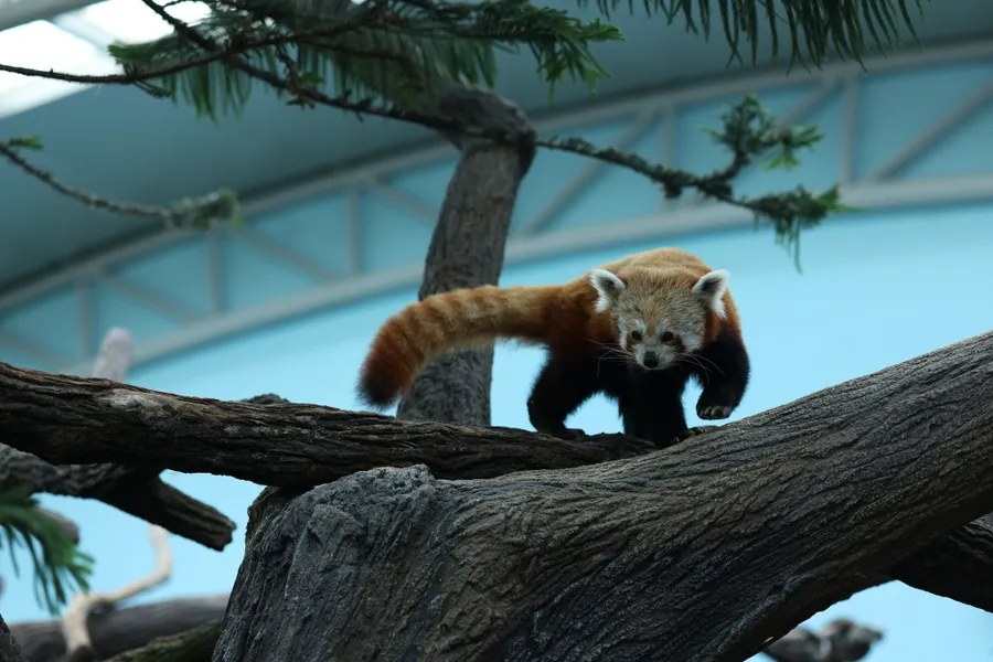 Red Panda pictures