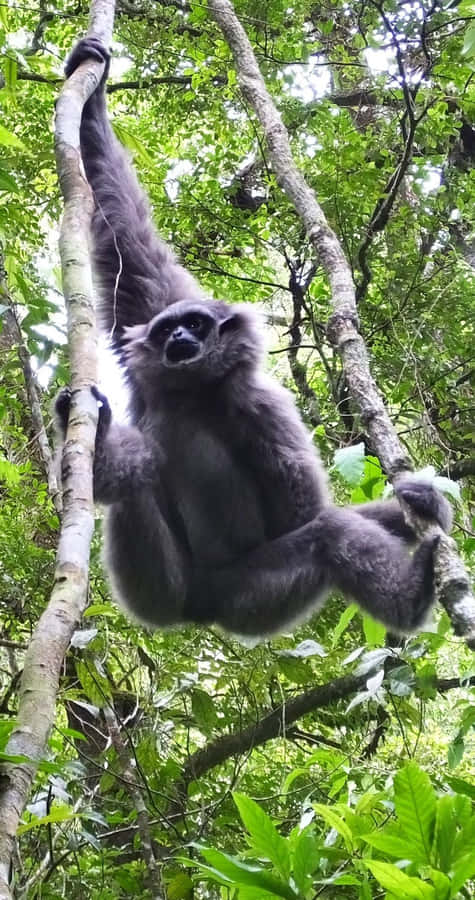 Jagförstår inte riktigt vad du menar med "Android Gibbon using technology". Kan du förklara mer detaljerat vad du önskar översatt till svenska? Det skulle hjälpa mig att skapa en mer adekvat översättning. Tack!