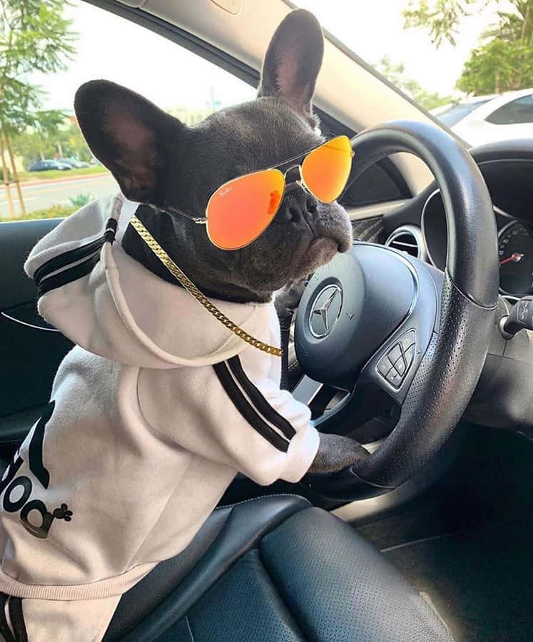 umbuldogue francês usando óculos de sol enquanto dirige um carro