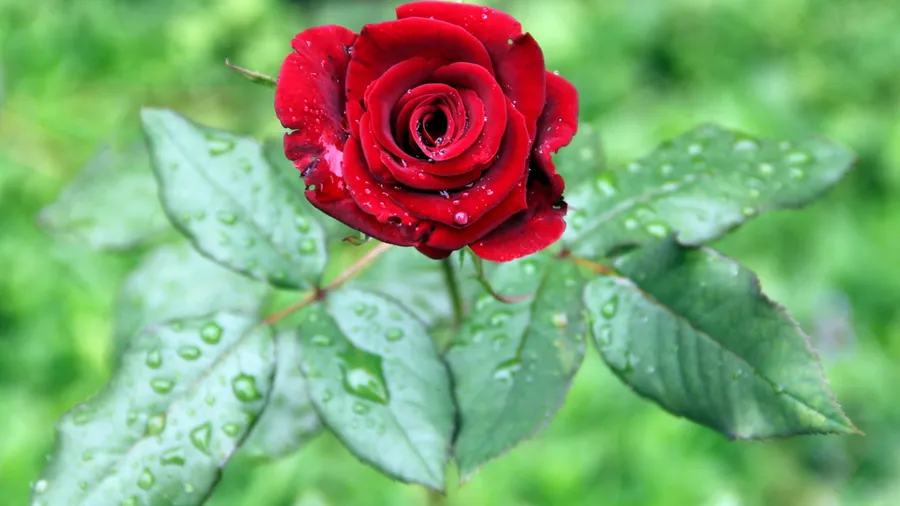 Hd Rose