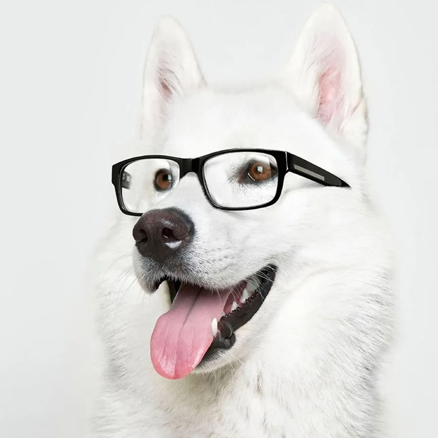 Pet background