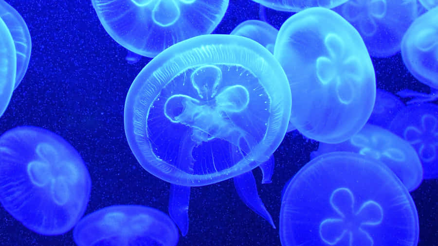 Goditila bellezza eterea delle meduse in 4K