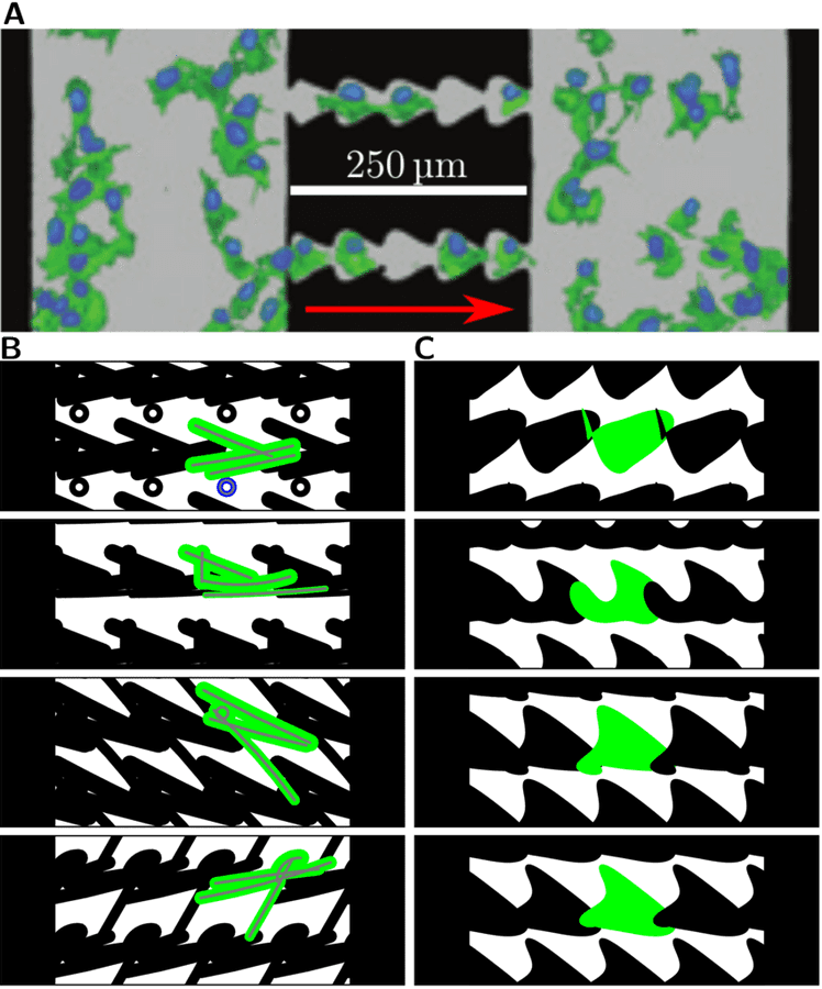 Microfluidic Device Flow Visualization PNG — Microscopic view of green and blue stained cells flowing through a microchannel with 250 micrometer scale bar.