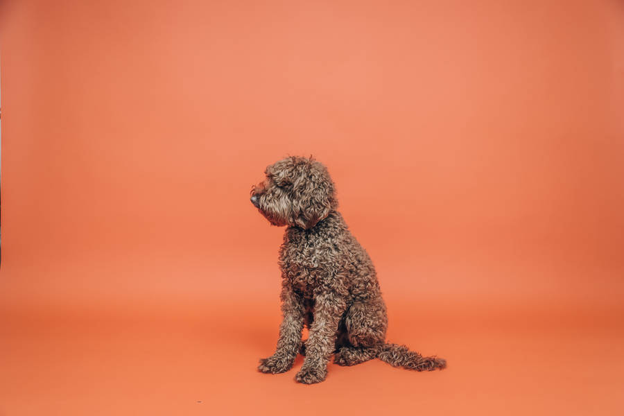 Miniature poodle on orange room wallpaper