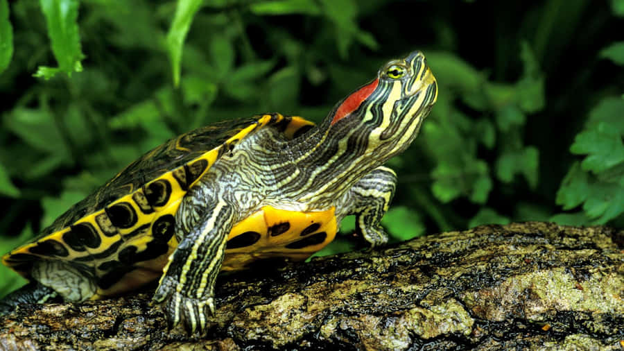 Tartaruga de Orelha Vermelha em Tronco