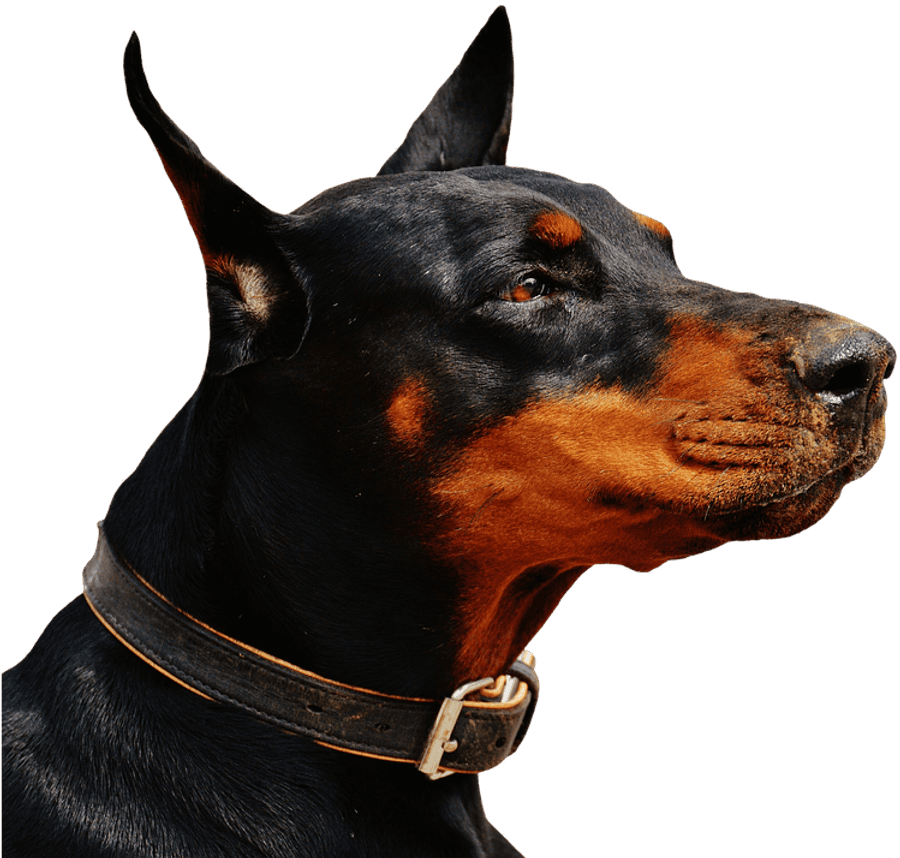 Alert Doberman Portrait