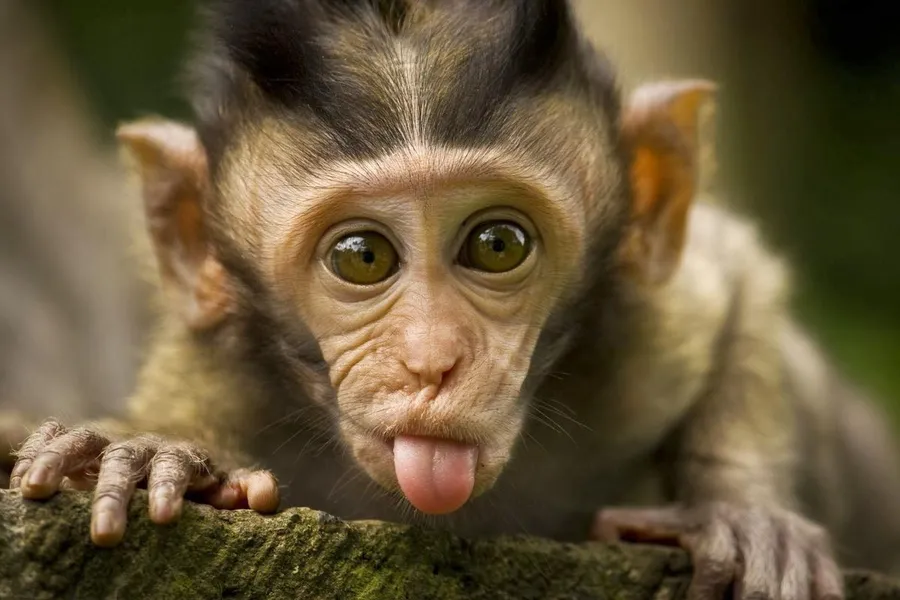 Cute Monkey background