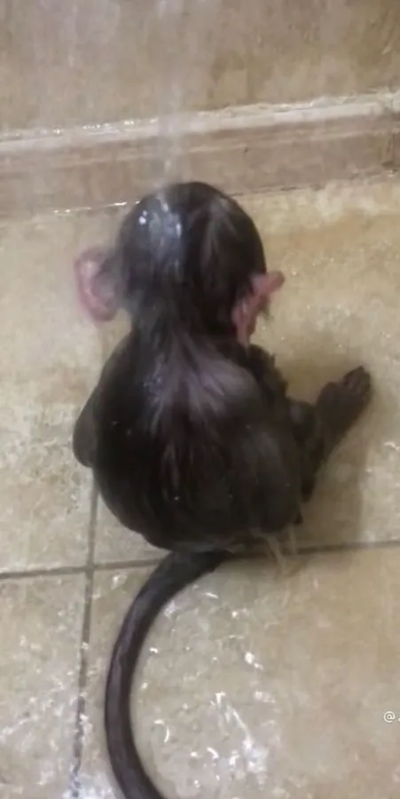 Funny Monkey pictures