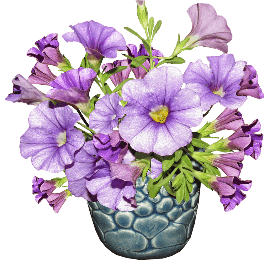 Purple Petuniasin Blue Vase