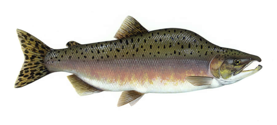 Truta Steelhead Isolada em Branco