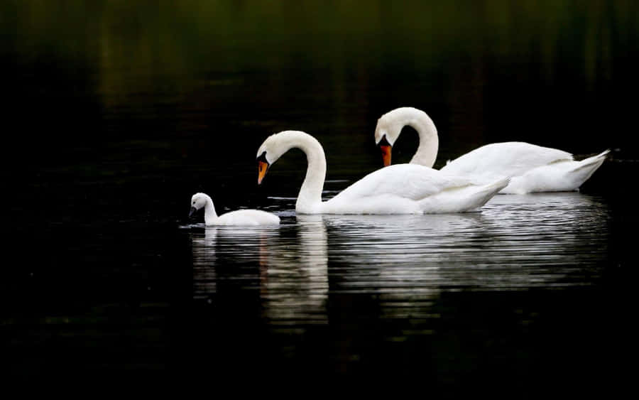 Imagemde um Cisne Flutuando em Água Escura para Papel de Parede de Computador ou Celular.