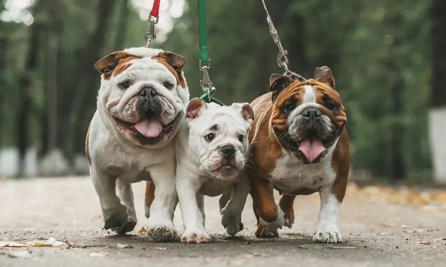 pets pictures