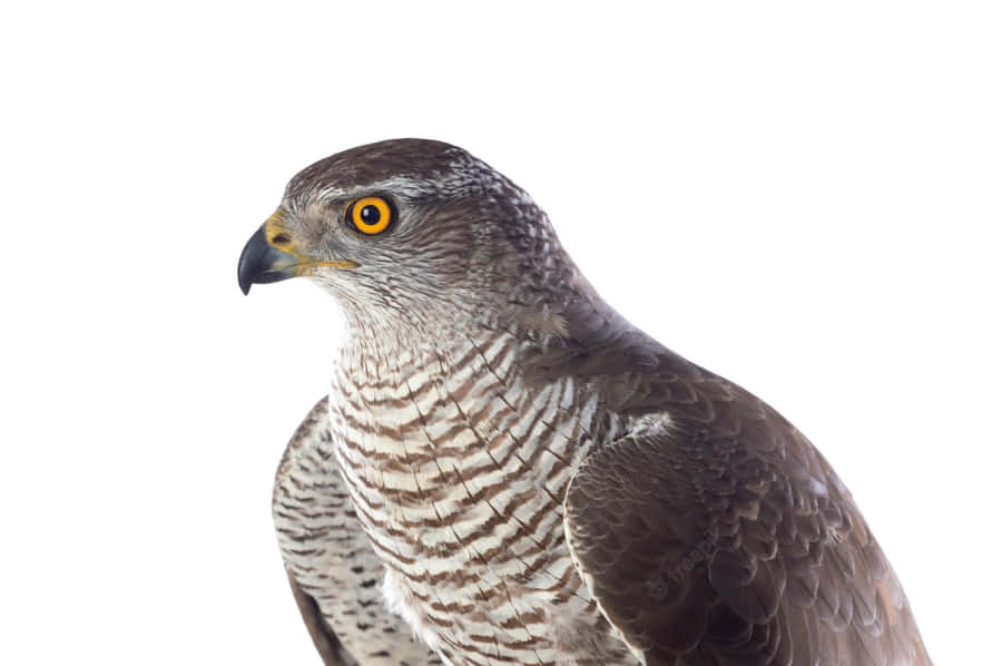 Retrato Majestoso de Goshawk