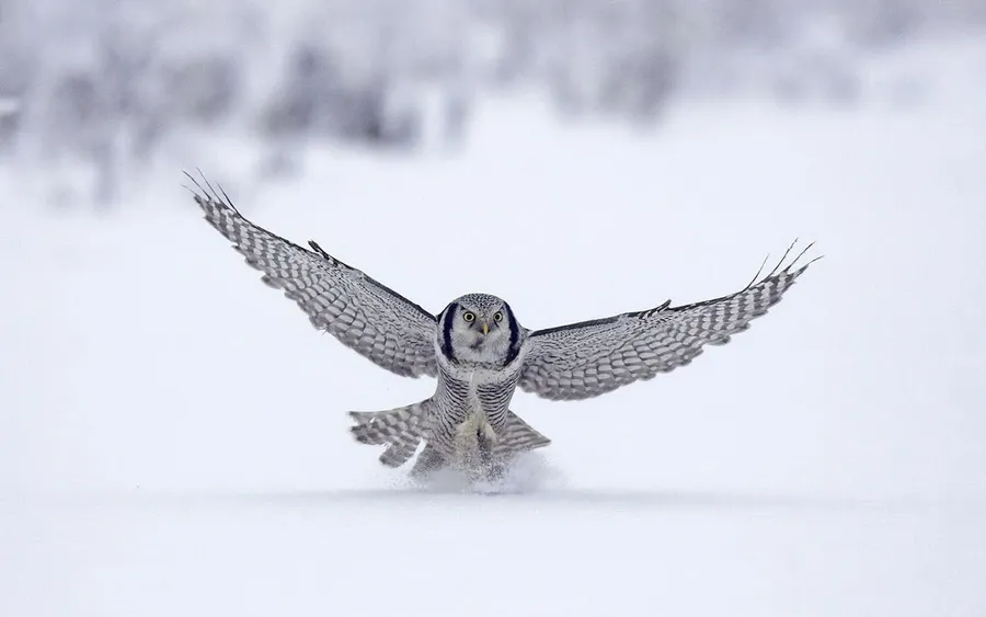 Owl background