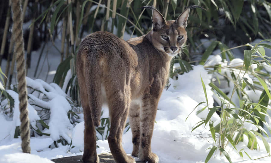Caracal em Ambiente Neve.jpg