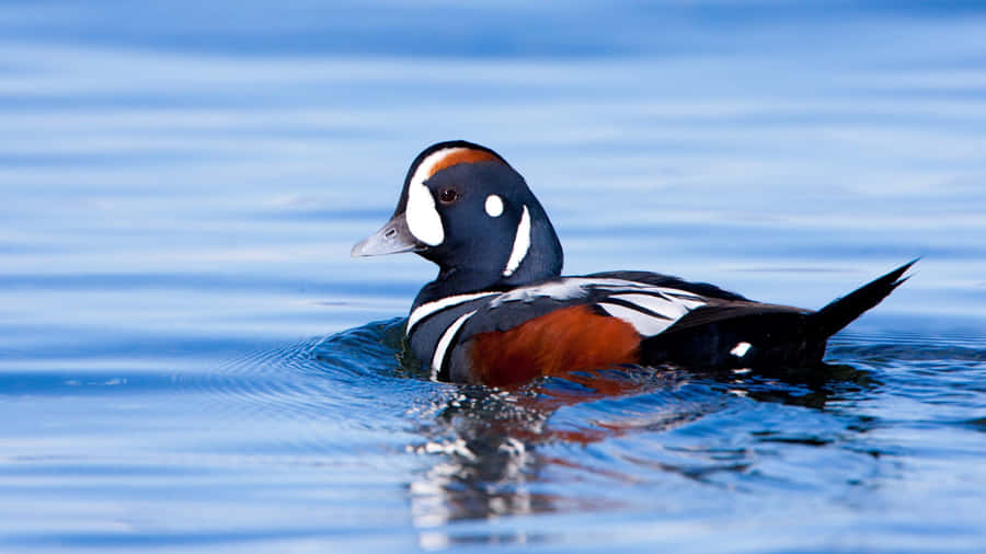 Pato Harlequin Nadando em Águas Azuis