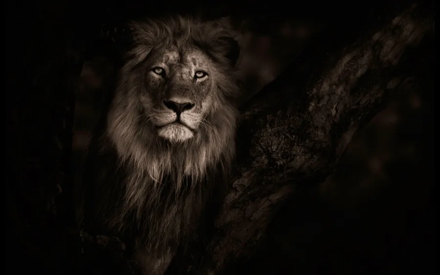 Lion background