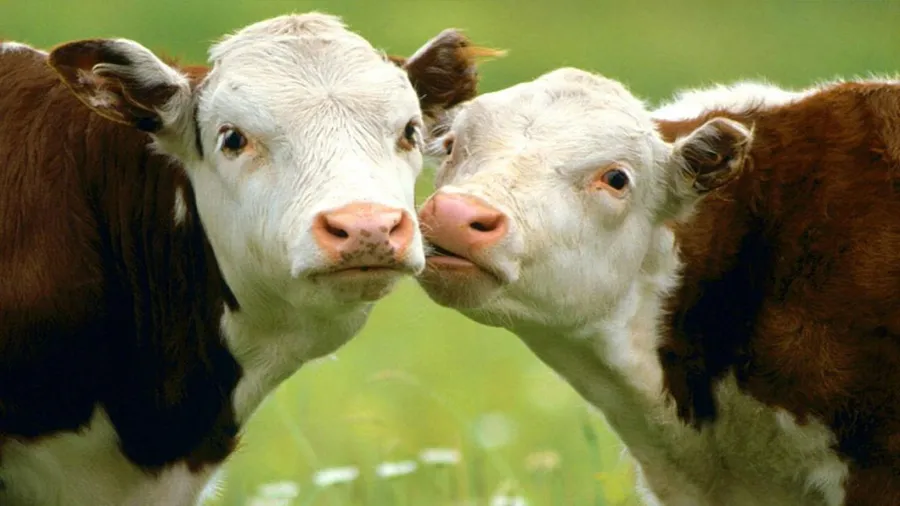Cow background