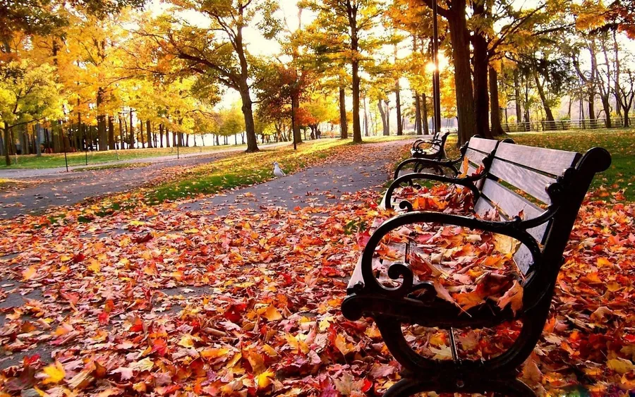 Fall Laptop
