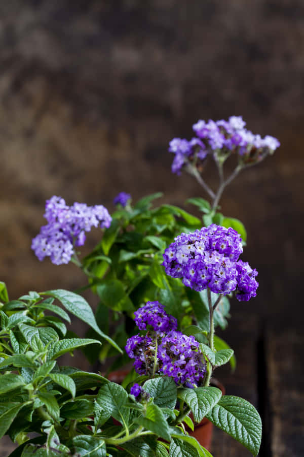"Umalinda flor roxa cercada por folhagem verde."