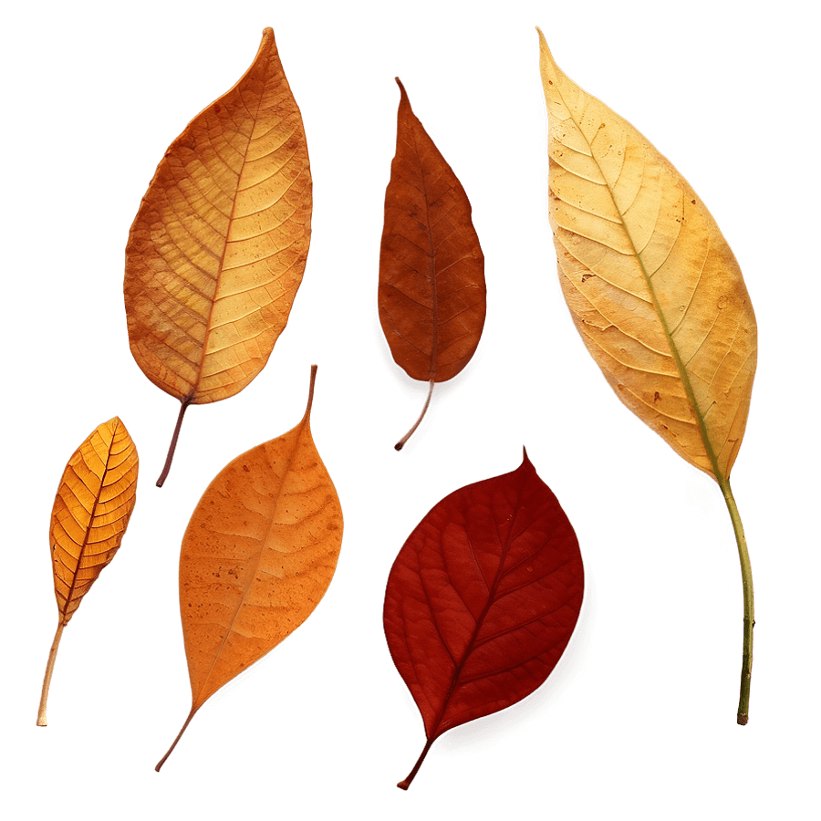 fallen leaves b
