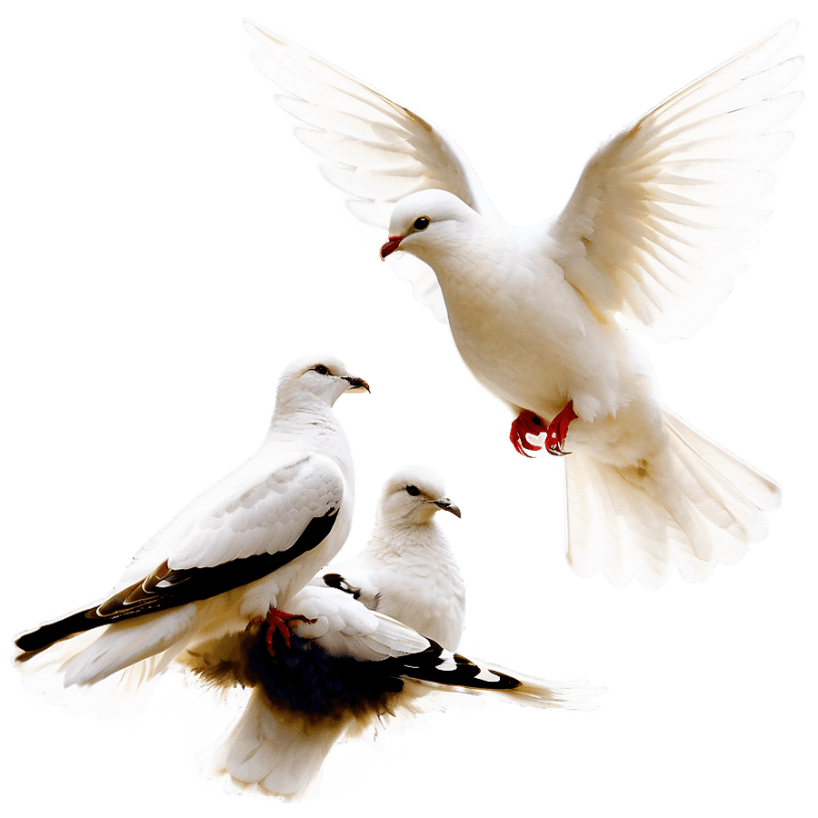Doves in Nature PNG ddr78