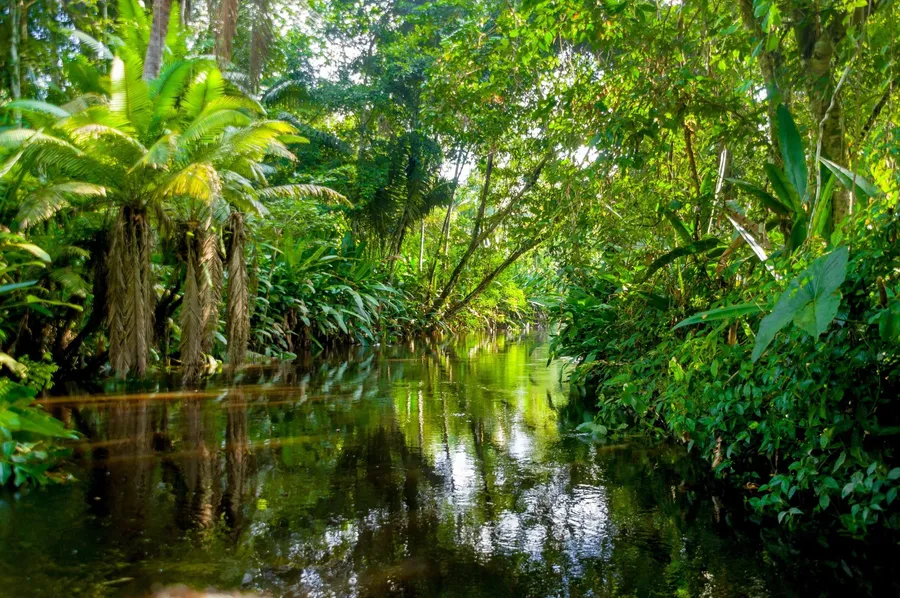 Rainforest pictures