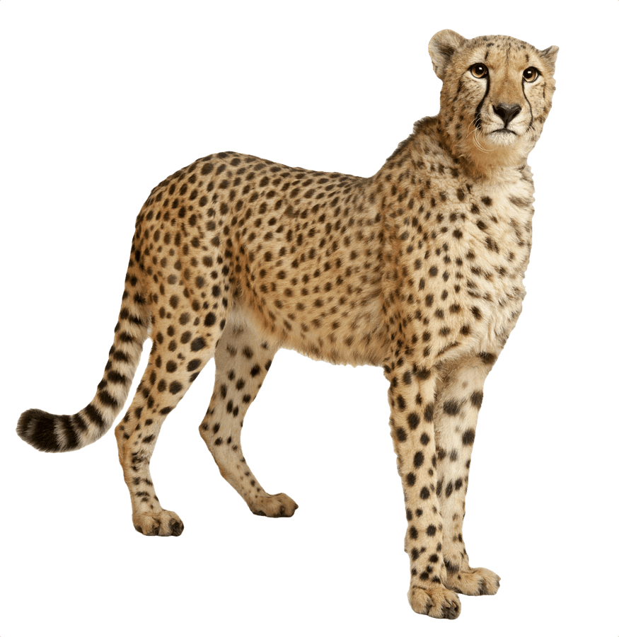 Alert Cheetah Standing