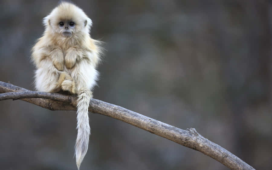 Monkey background