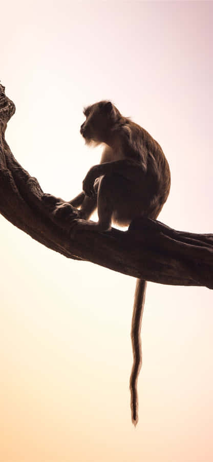 Monkey Iphone