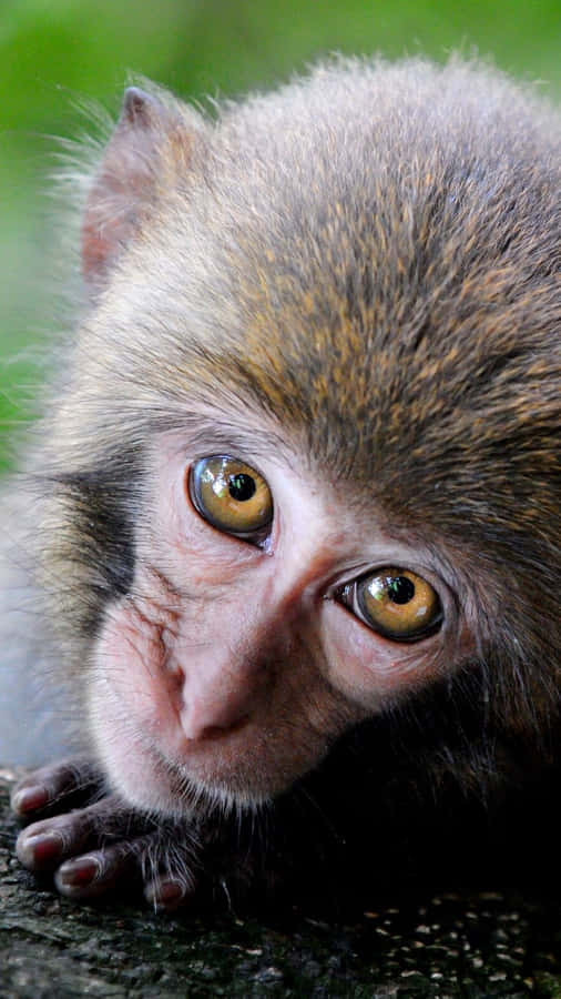 Monkey Iphone