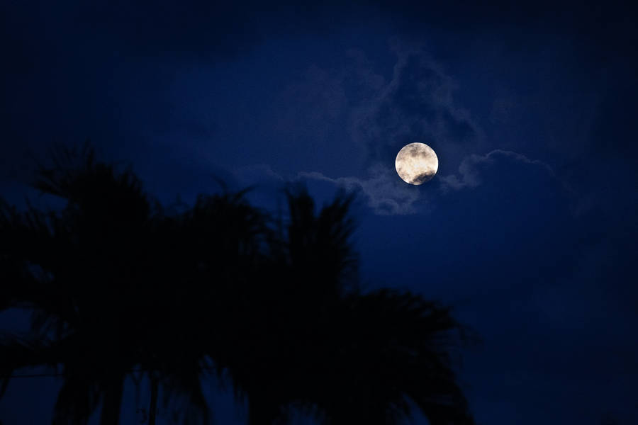 Moon brightly shining in an Island with Palm trees. Full moon on blue dark midnight sky.