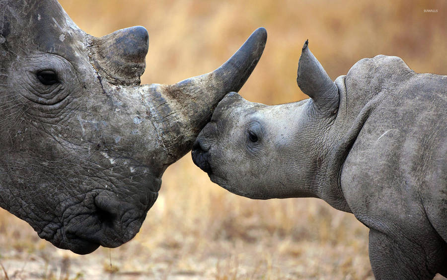 Download Mother And Baby Rhinoceros Wallpaper | Wallpapers.com