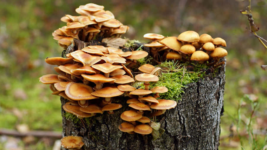 Bildeines Pilzbaumstamms