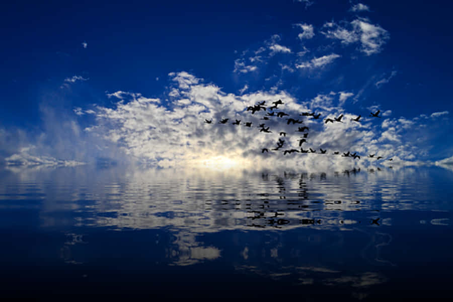 Tranquil_ Sky_and_ Water_with_ Birds_ Flying