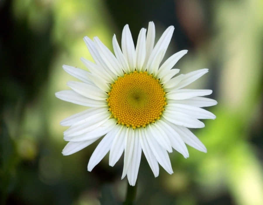 BotanischesGänseblümchen Blumenbild