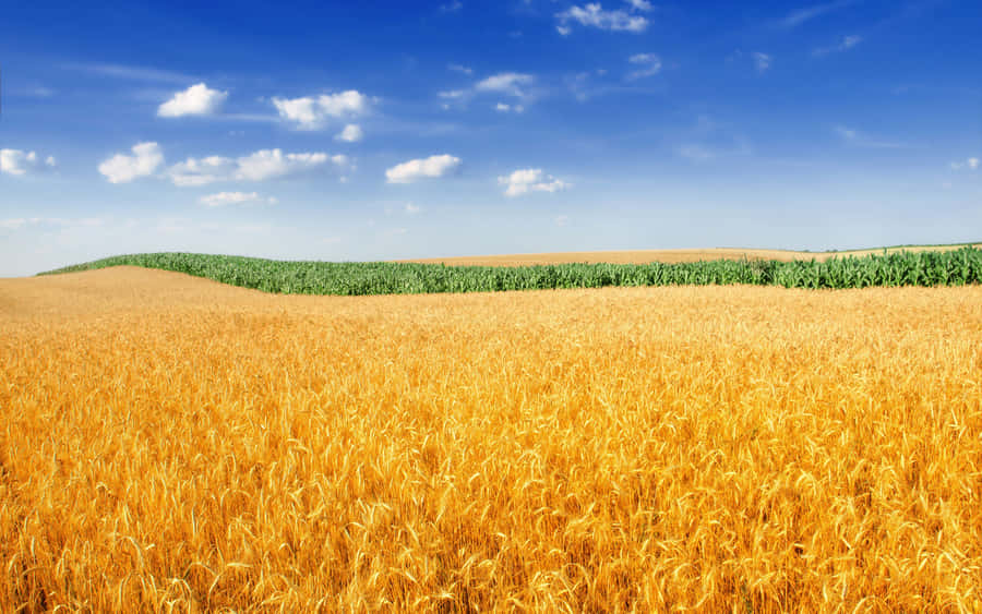 "Emergindoacima do horizonte, uma vista pitoresca de um campo de trigo"