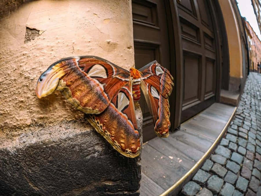 Atlas Moth: Falena atlas