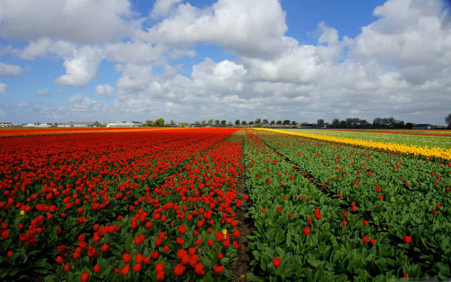 Lebendige Tulpenfelder unter bewölktem Himmel