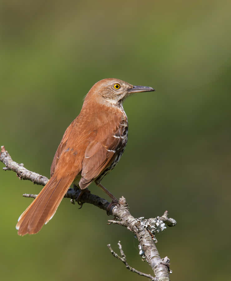 IncredibileBrown Thrasher posato su un ramo
