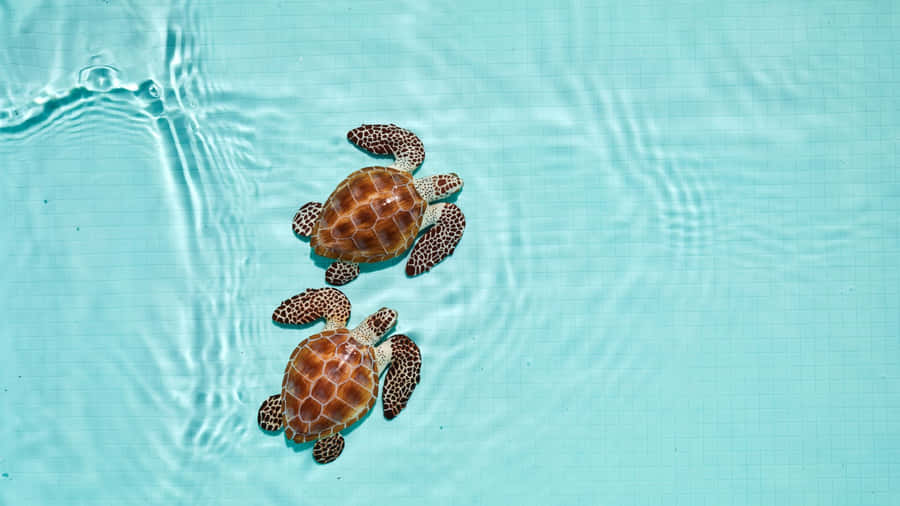 Baby Havskildpadder Svømmer
