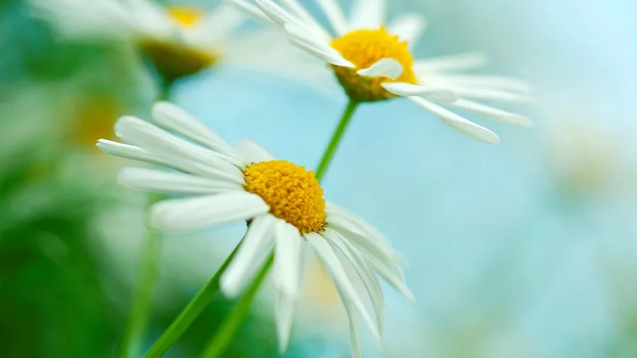 Daisy Background
