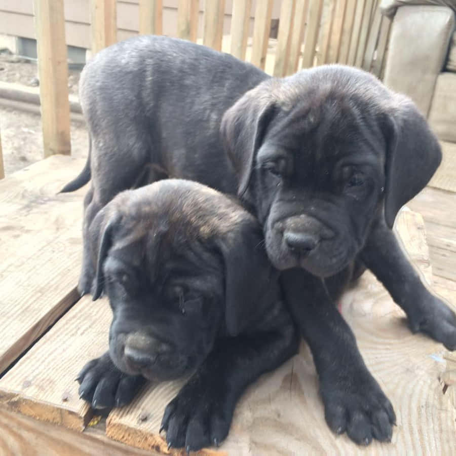 Einsanfter Riese, der Englische Mastiff.