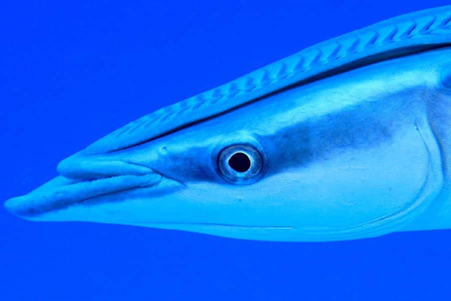Close de Peixe Remora em Fundo Azul