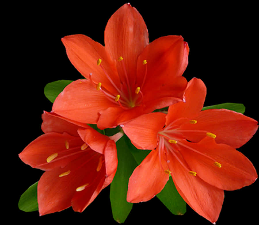 Vibrant Orange Lilies Black Background