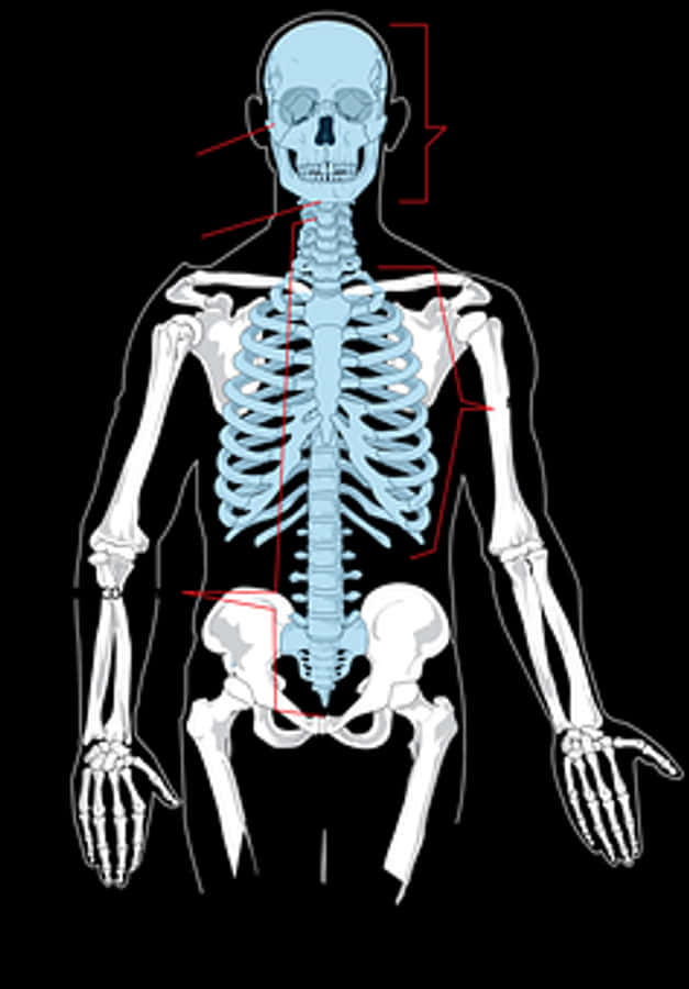 Human Skeleton Anatomy Illustration
