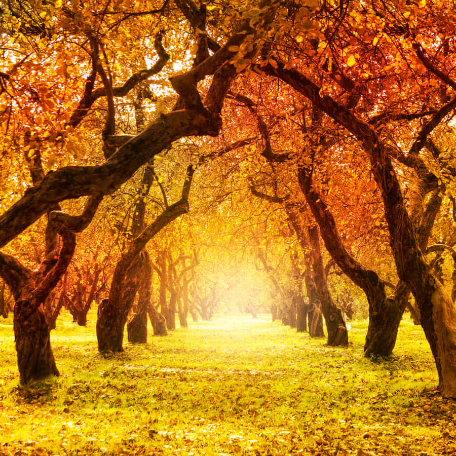 unsentiero con alberi
